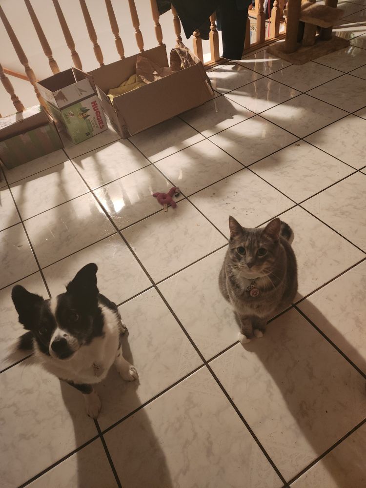 A small black and white dog and a grey tabby cat both sit side by side, begging for food that's out of frame