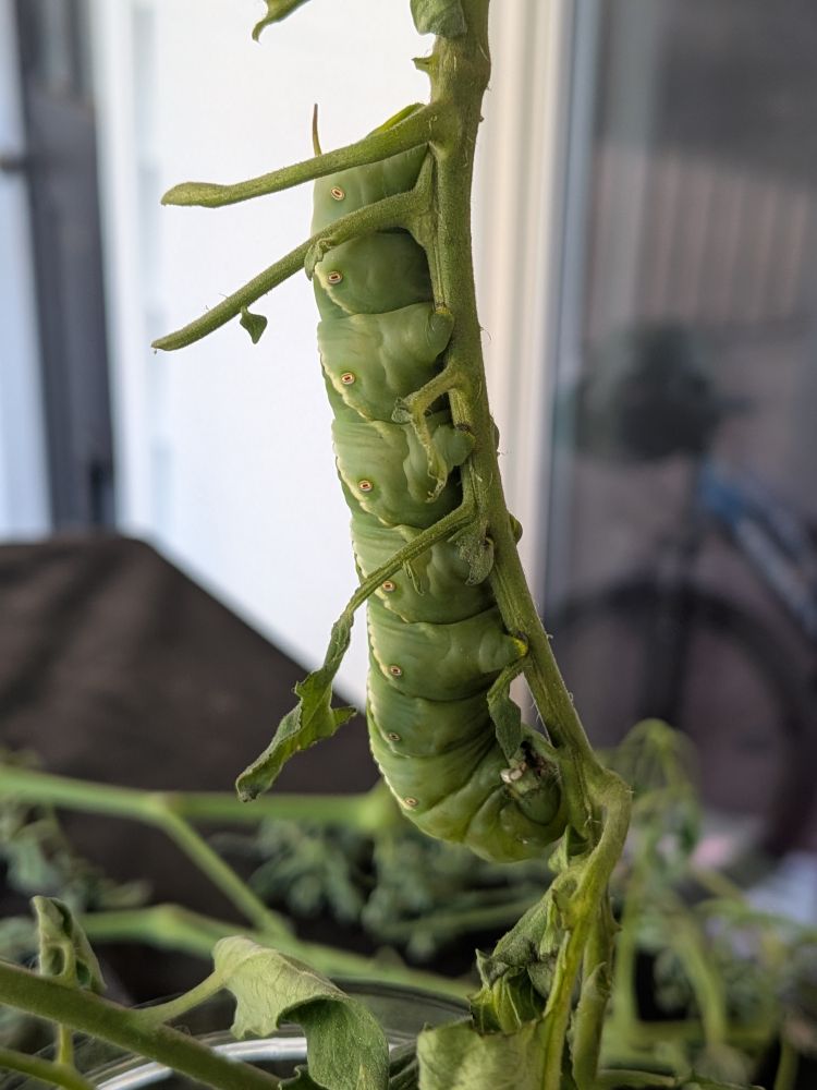 Big caterpillar that will turn into a big Tobacco Moth