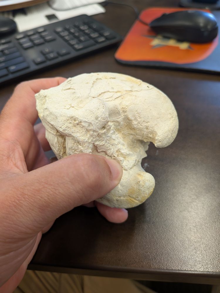 A clam like rock being held by a very soft hand