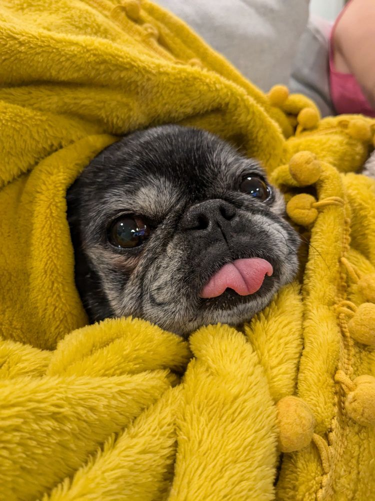 Old black pug sticking her little head out of a yellow blanket