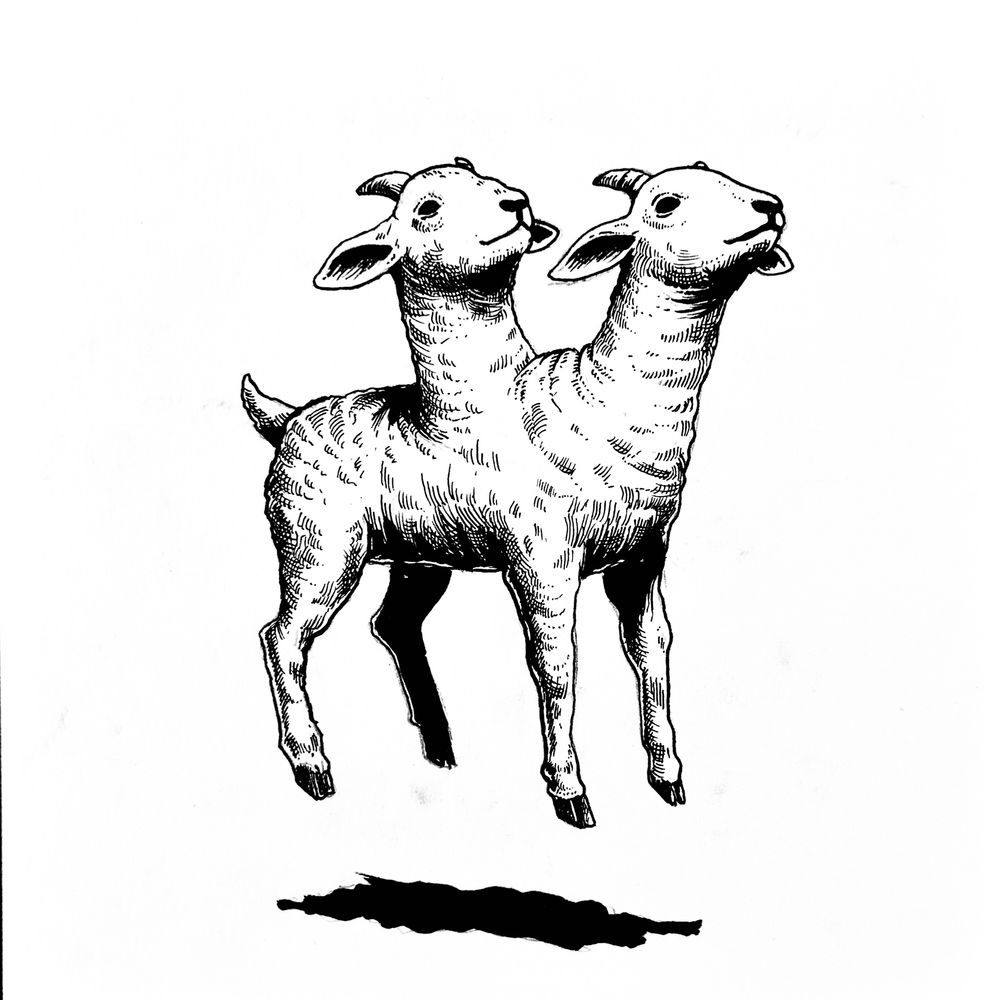 A two headed goat kid floating in air. It’s an ink drawing.