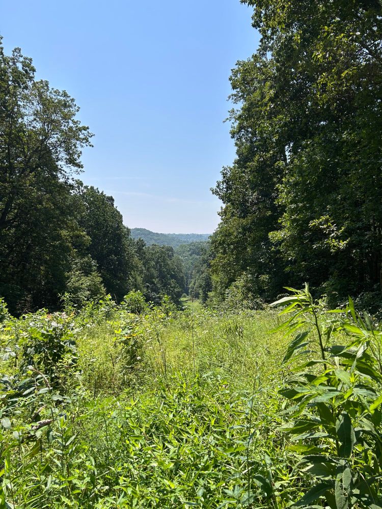 A grassy scene overlooking hills 