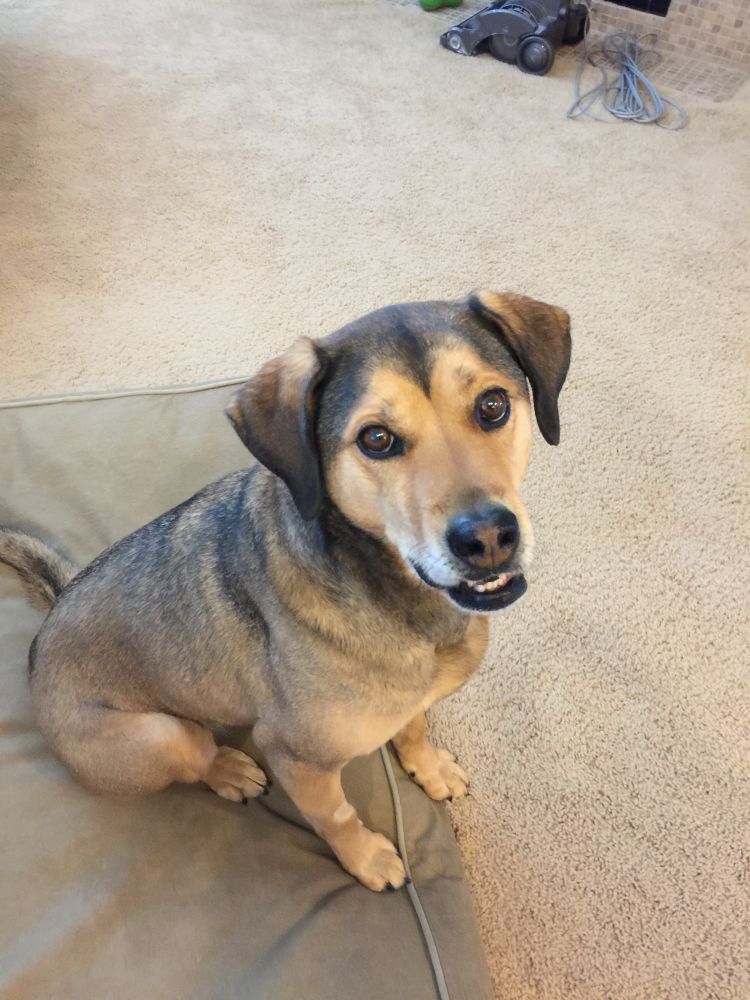 A beautiful dog sits on the edge of her bed. She is black and tan. Her eyes are full of hope that she’s about to get a treat. 