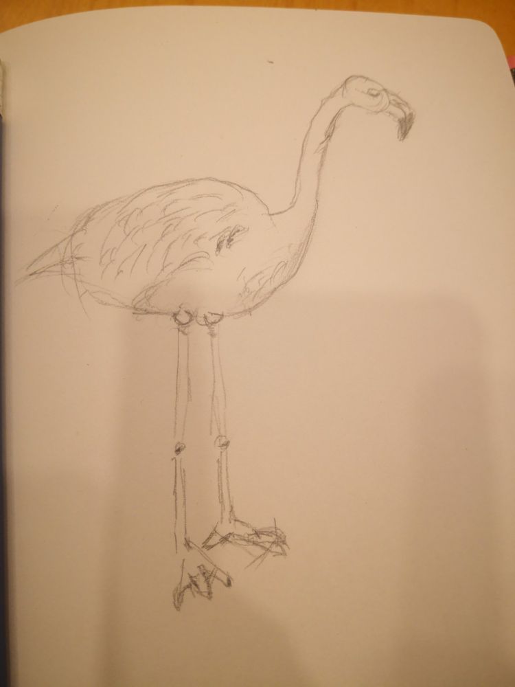Flamingo 