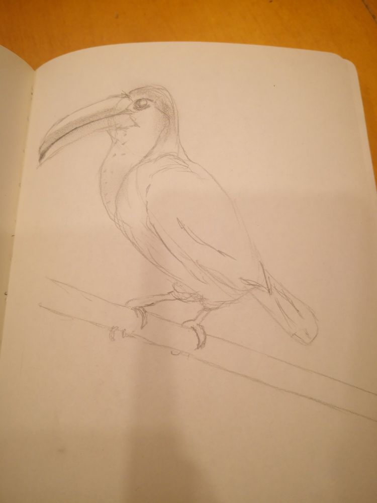 Toucan 