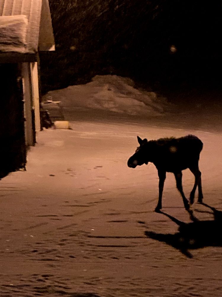 2-year-old moose saunters across snow to a garage in northern Ontario 