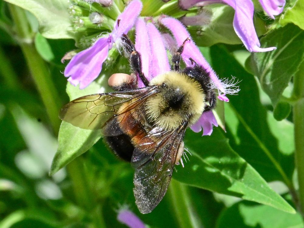 a rusty-patch bumblebee hanging off of a light purple-pink monarda. the rusty patch is a lovely terra cotta shining in the setting sun