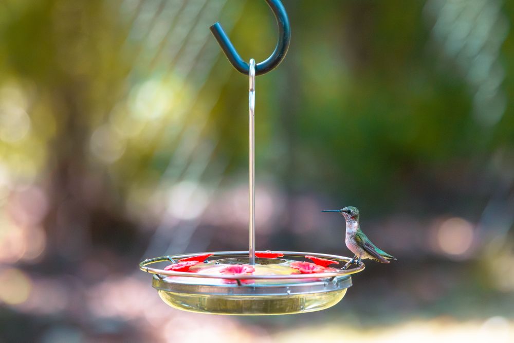 Photo of a hummingbird sitting still on a hummingbird feeder filled with sugar water.