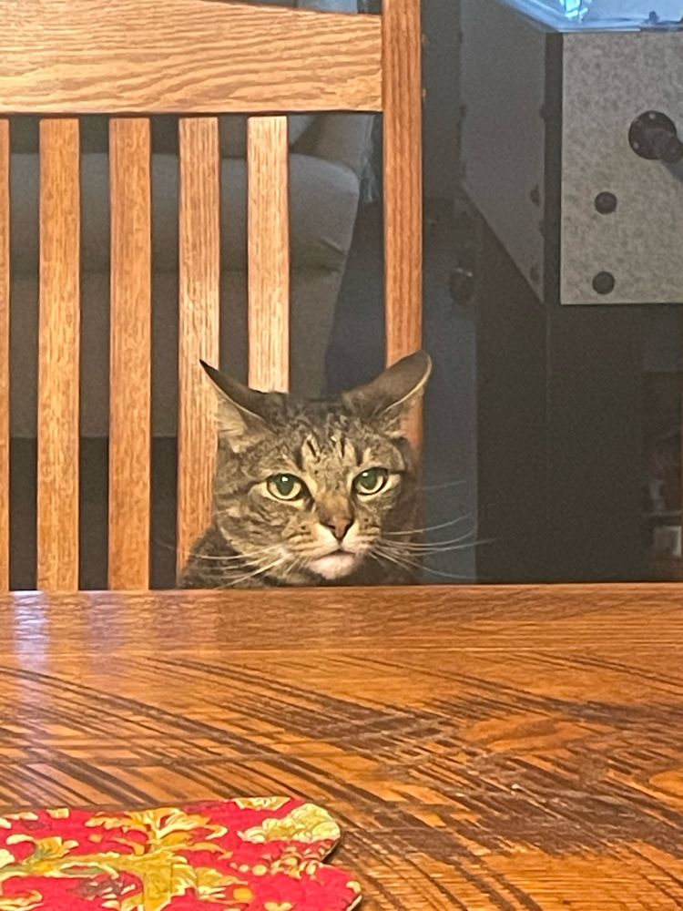 Caesar sitting on a chair at the dining room table. All we can see of him is his kitty head. He’s all different shades of brown with white around his mouth. His eyes are a golden color in this image and his ears are pointed outwards. He just wants to be part of the group. 😊