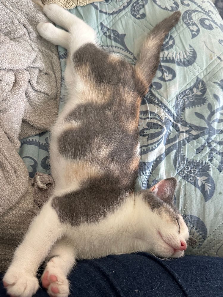 A gray, buff, and white dilute calico kitten stretches out with her front paws extended and her head leaning against her person’s jeans-clad thigh. Her eyes are closed in contentment and her pink toe beans peek out from one paw