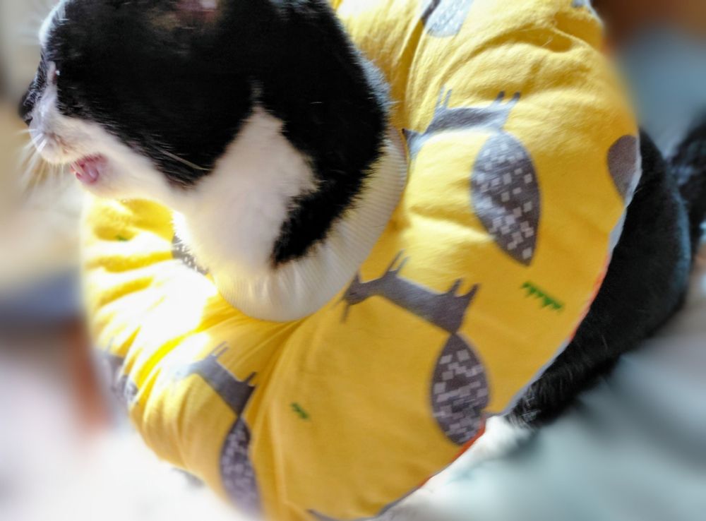 傷をなめないようにカラーを付けたクロシロ猫