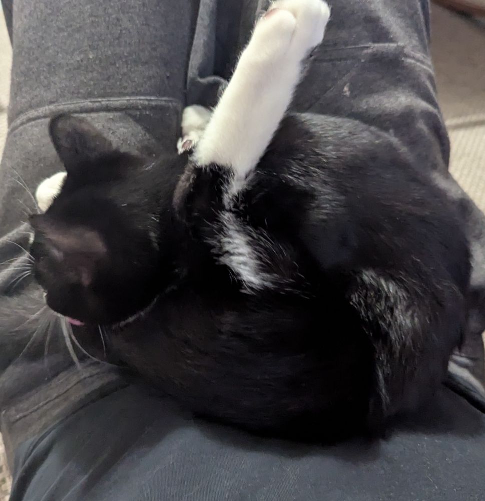 Chaton noir et blanc qui se lèche les fasses sur mon ventre, les griffes des pattes avant plantées dans mes jambes.