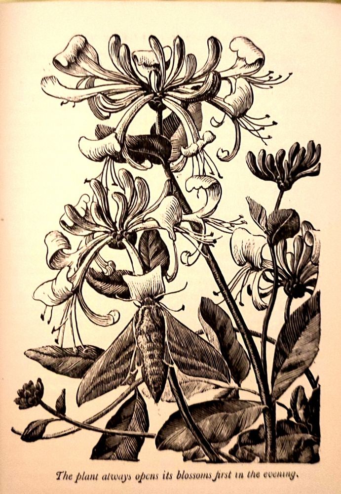 A monochrome lino print of honeysuckle blossoms being visited by a large hawk moth. 
Text caption reads: 'The plant always opens its blossoms first in the evening.'