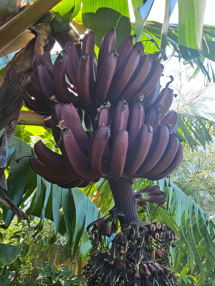 Red / purple bananas