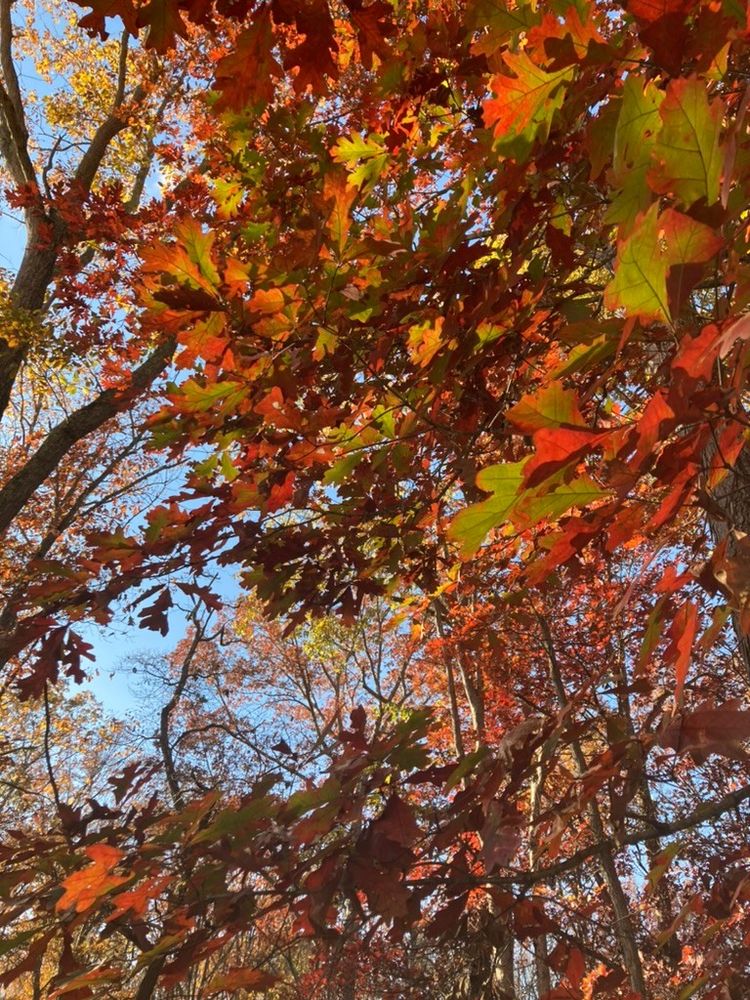 Oak leaves turn red in the sun. 