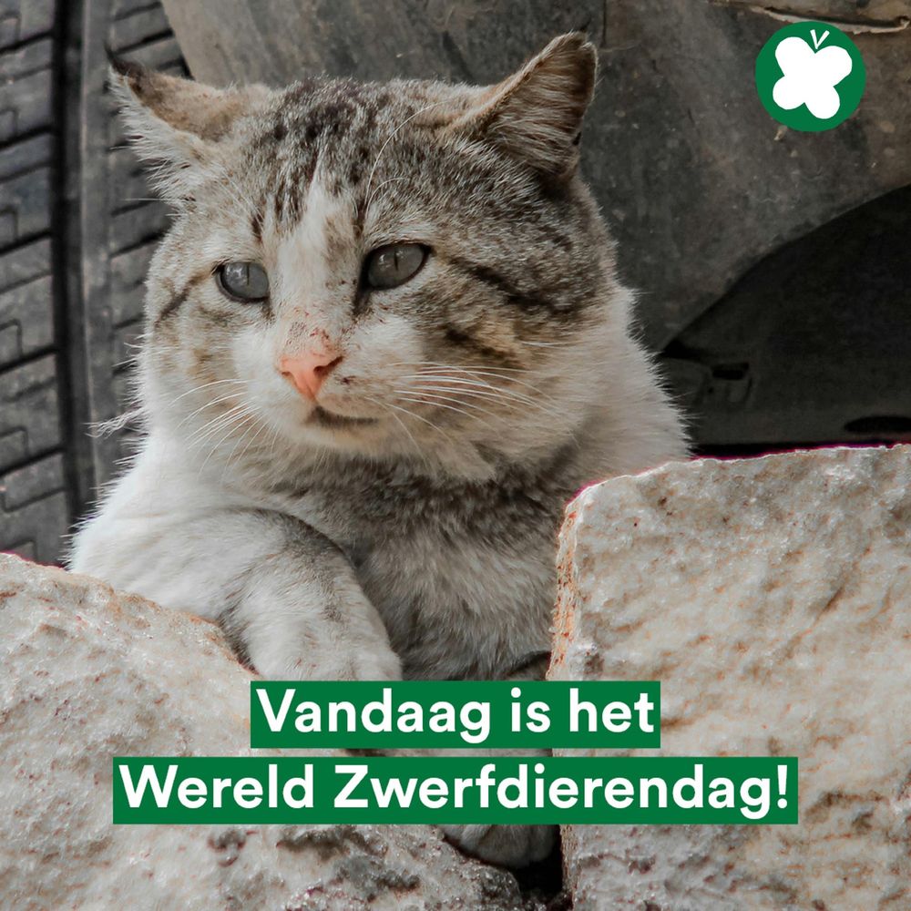 Een foto van het hoofd van een zwerfkat die tussen steenblokken zit. Ze is wit met grijze oren en groene ogen. Op haar neus zijn krasjes te zien. De tekst beneden de foto leest "Vandaag is het Wereld Zwerfdierendag!"