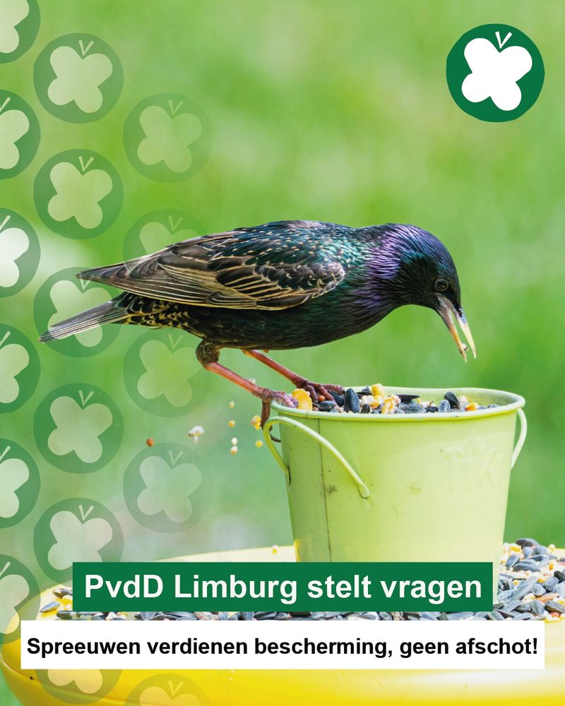 Een foto van een spreeuw op een geel voerbakje. De achtergrond is versiert met het groen  en witte vlinder logo van de partij voor de dieren. Beneden staat de tekst: "PvdD Limburg stelt vragen. Spreeuwen verdienen bescherming, geen afschot!"