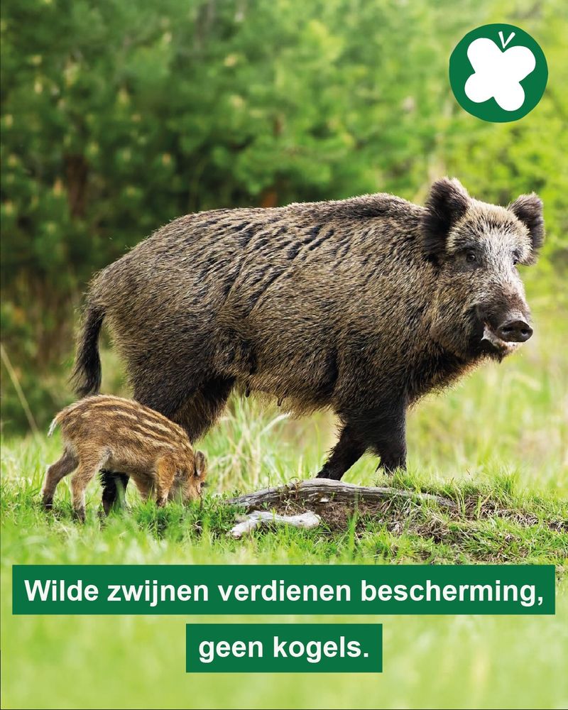 Een wild zwijn met een jong zwijntje in een open bosperceel. Groene balken met witte tekst: Wilde zwijnen verdienen bescherming, geen kogels.