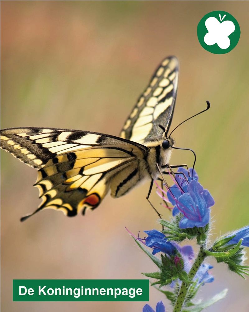 Een konninginnenpage vlinder, met gele en zwarte vleugels, op een blauwe bloem. 