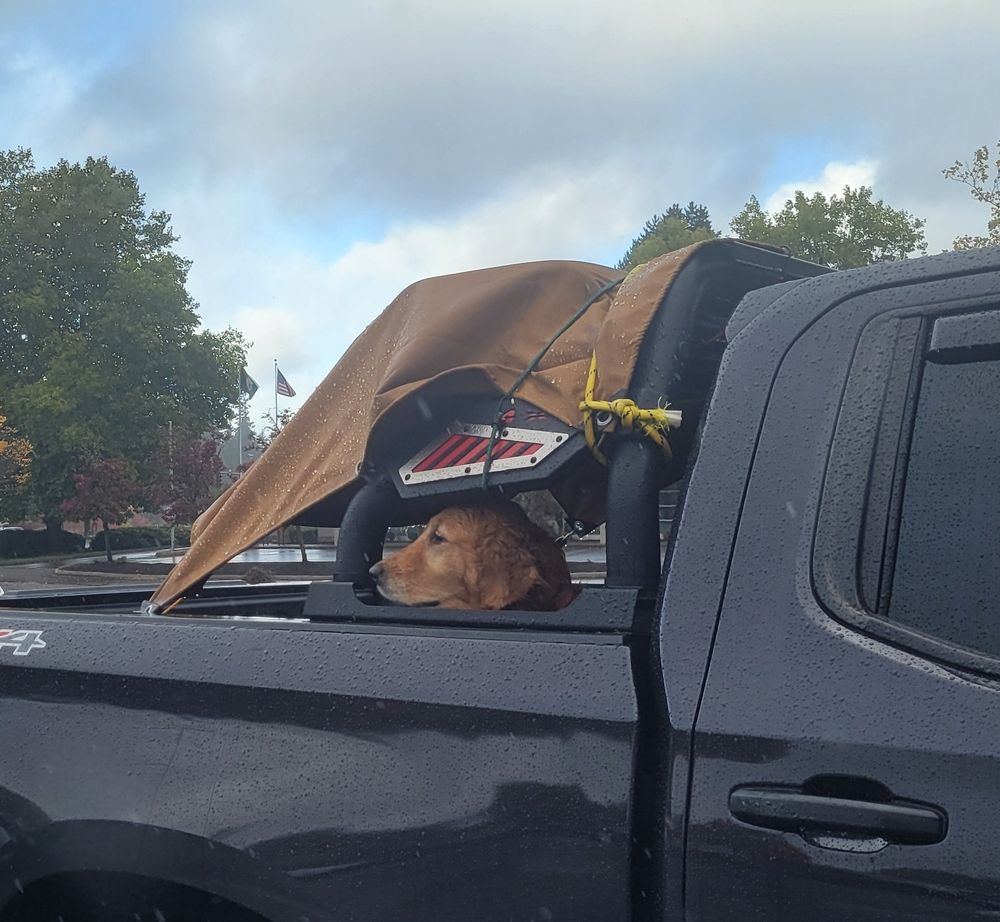 in the bed of a black truck, a golden retriever type dog shelters under a canopy-tent. ee's sticking er nose out & getting dripped on