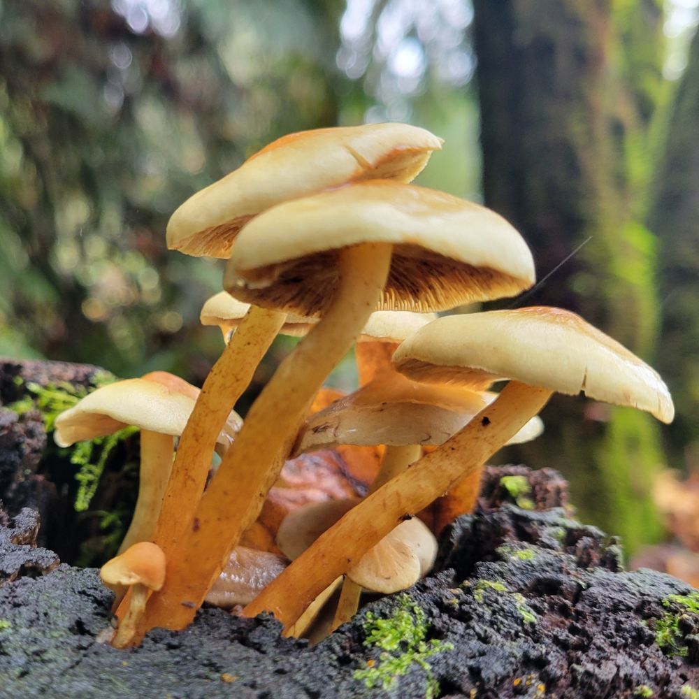 cluster of yellowbrown mushrooms growing on a stump 