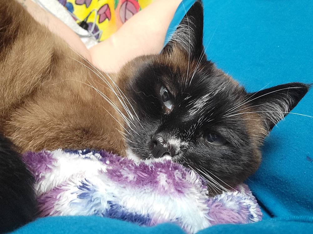 ms toasted with socks kiss kitty bangbang being woken up mid snooze on my lap