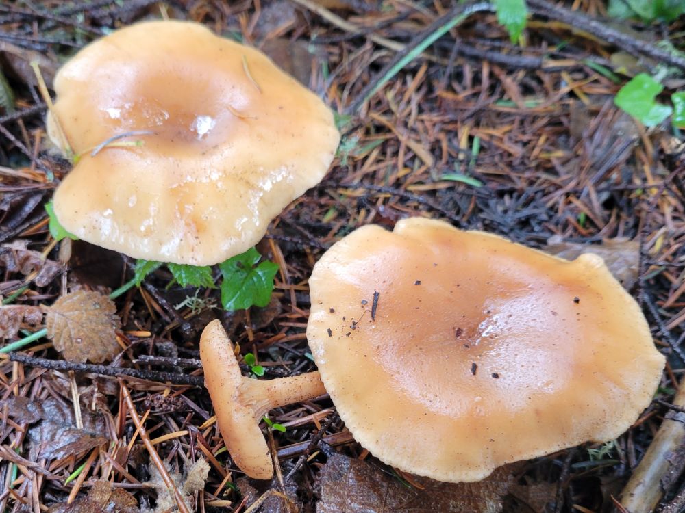two big shrums with caps shaped like an inside out umbrella, colored like pancakes. one little shroom, pale orange and flattopped, lies sideways betwix them