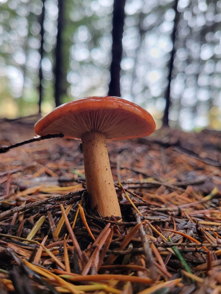 red shiny jelly capped shroum with big fat white stipe, no skirt, and wider spaced flappy thick gils