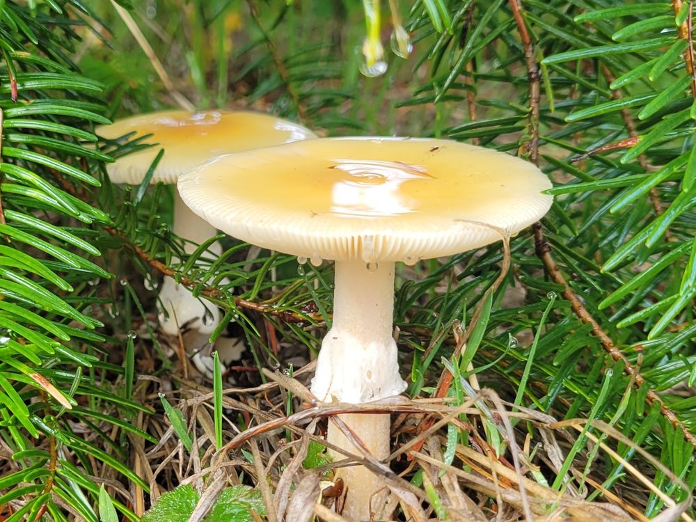 two large offwhite mushroms with cantaloupe yellow tops 