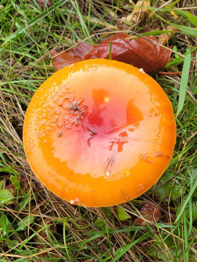 bright gasoline flame orange with reddish center cap. very slimy. almost no caul remnants left: the rain has caused them to slide off. 