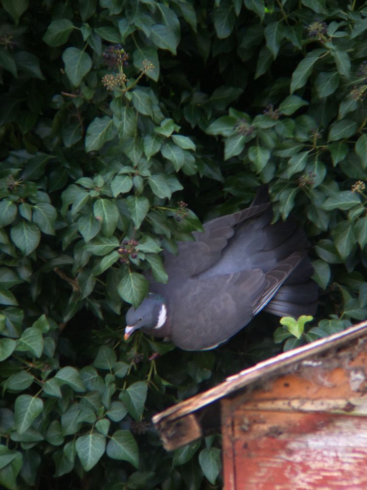 a wood pigeon in a hedge behind the corner of a shed