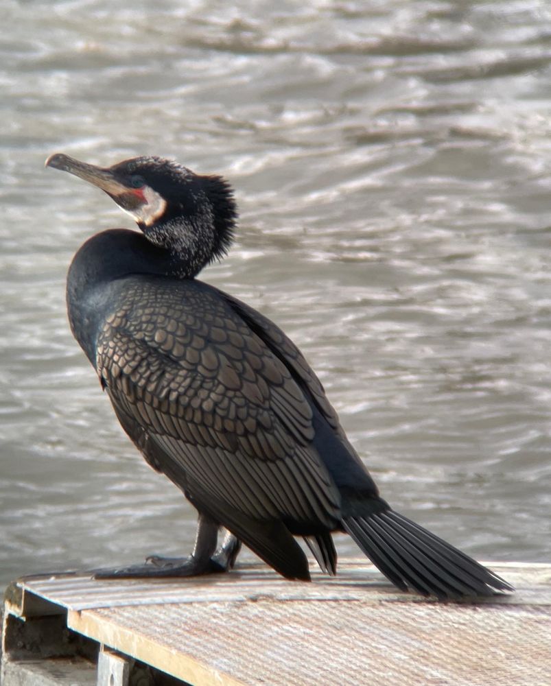 a cormorant standing near the water