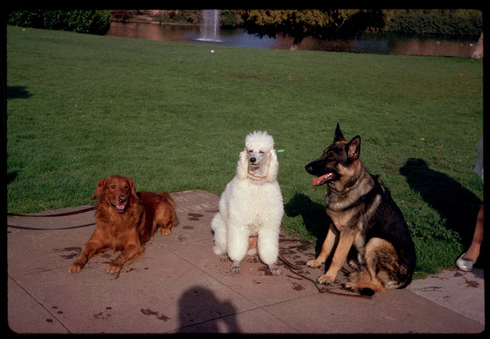 photo of a red golden retriever, white poodle, and a german shepherd hanging out on the grounds of SF’s Palace of Fine Arts in the 60s