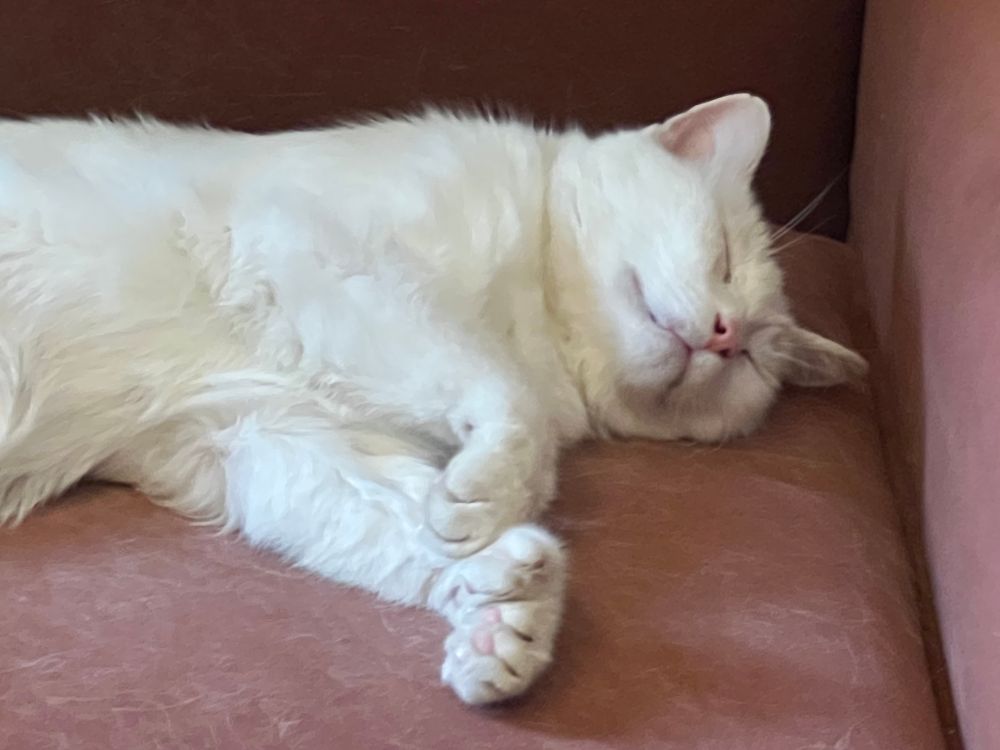Polydactyl, all-white cat Jules snoozes on an orange chair with his six-toed front paws curled in front of him.