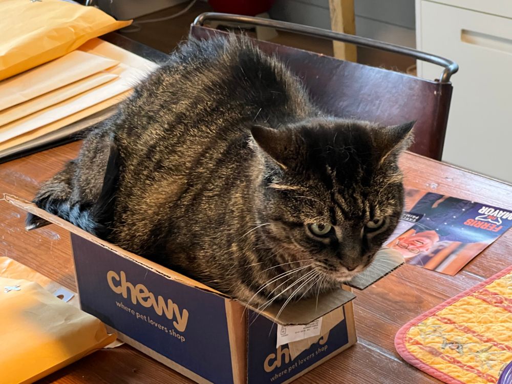 Diana, a gray, mackerel tabby with green eyes, has smooshed into a very small cardboard box. She always looks this annoyed.