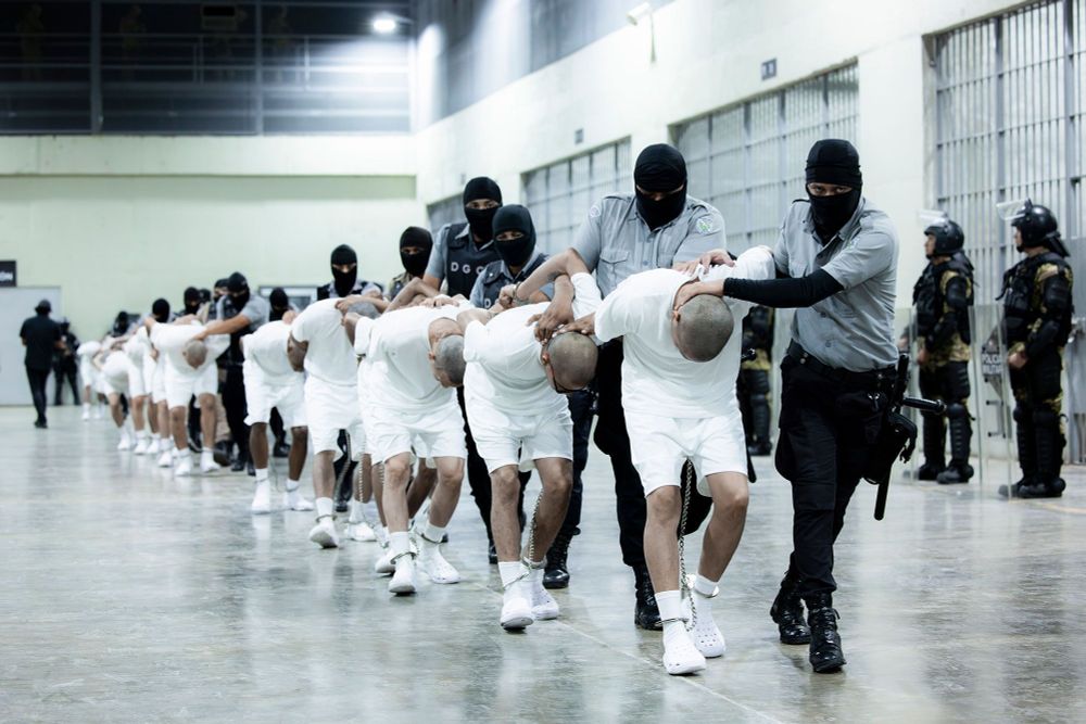 Masked guards transfer people all dressed in identical white shirts and shorts with chains around their legs and hands, heads shaved bald. 
