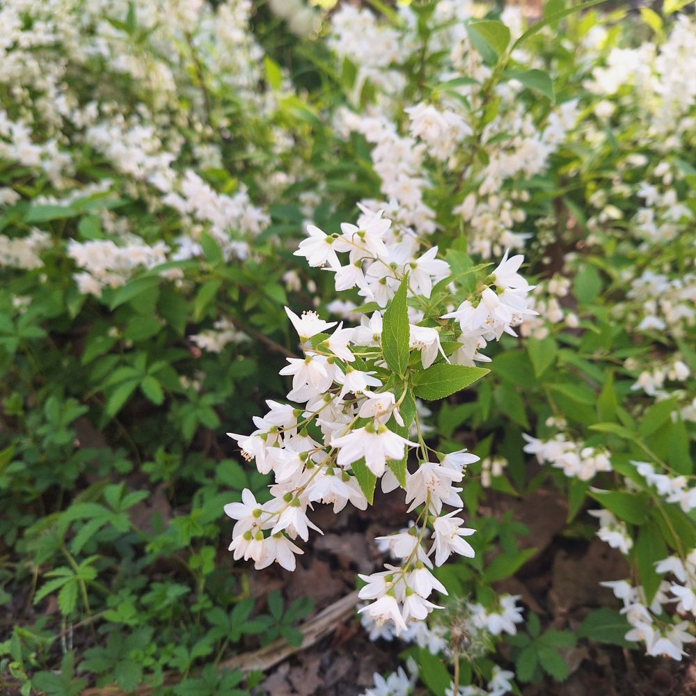 Photo of a plant with small flowers growing in a row on the stem. The flowers have about six pointy white petals each.