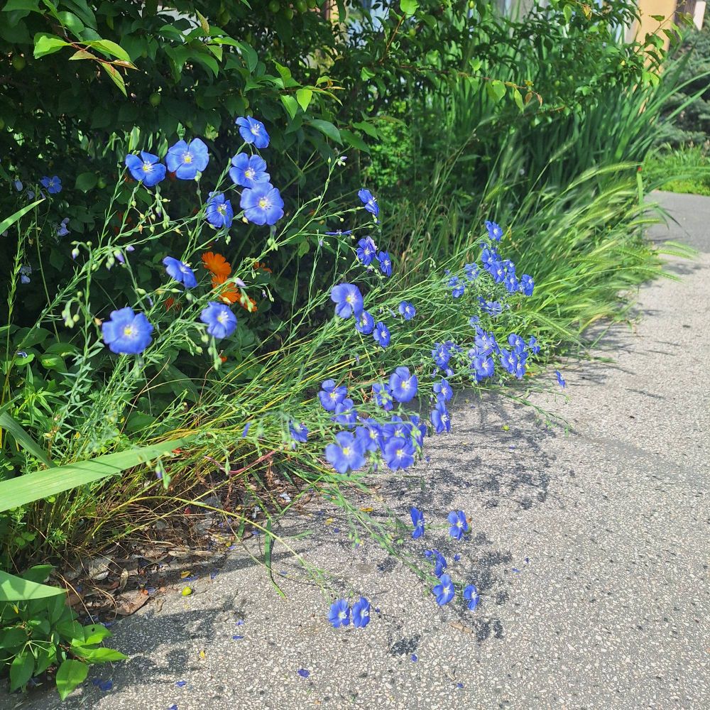 Blue flowers leaning over grey pavement.