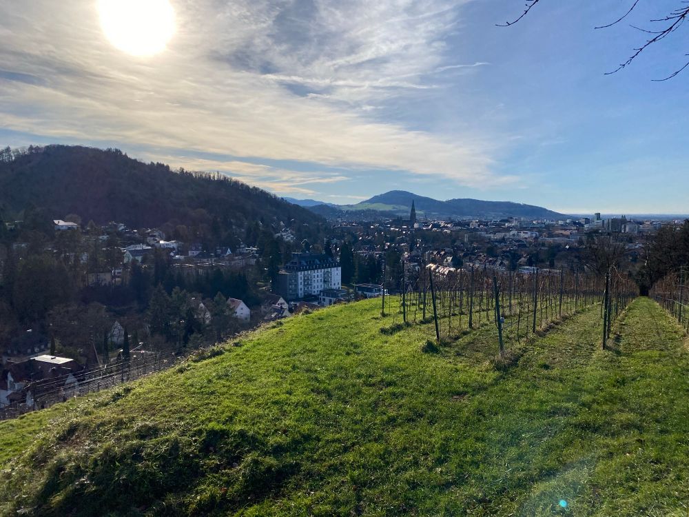 Panorama of Freiburg, a green hill with vines, the city in the middle, more hills behind it and a light blue sunny sky.