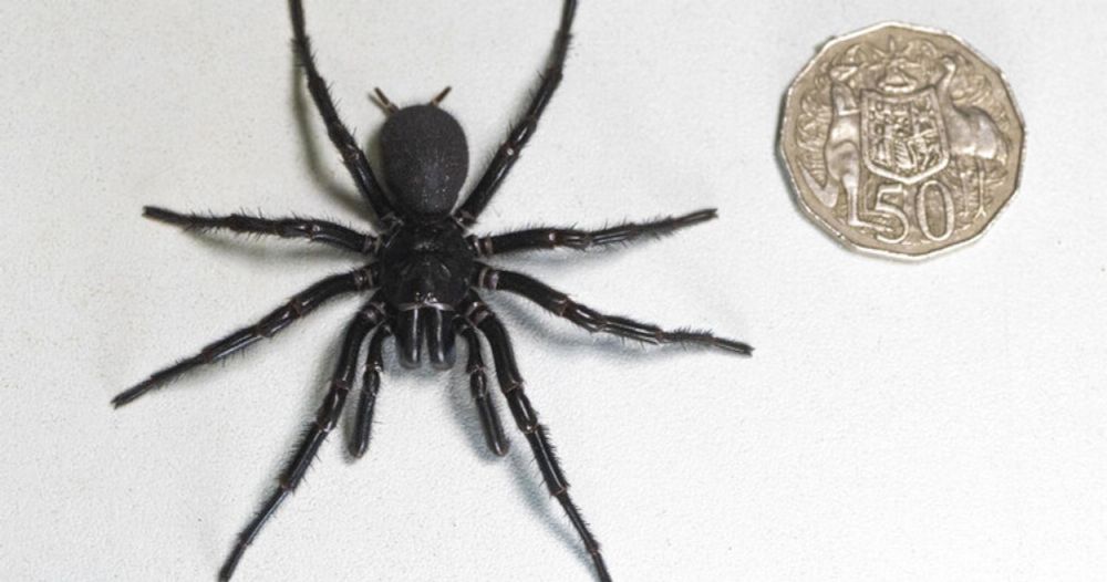 Gigantic spider found in Australia, dubbed "Hercules," is a record-setter