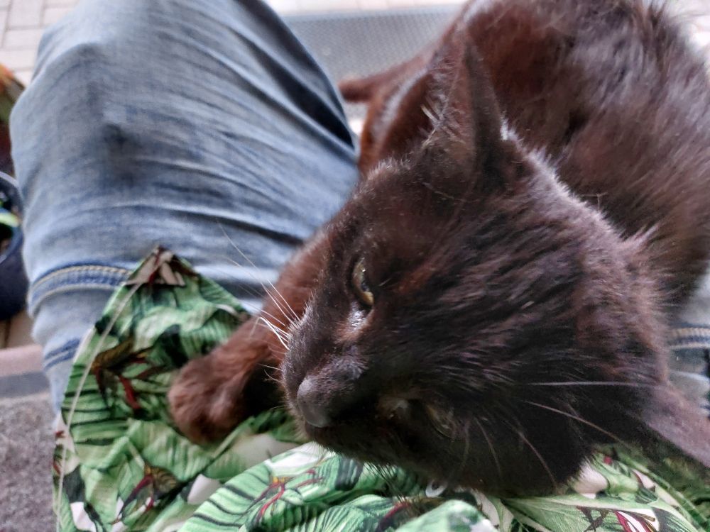 Mausi on my lap