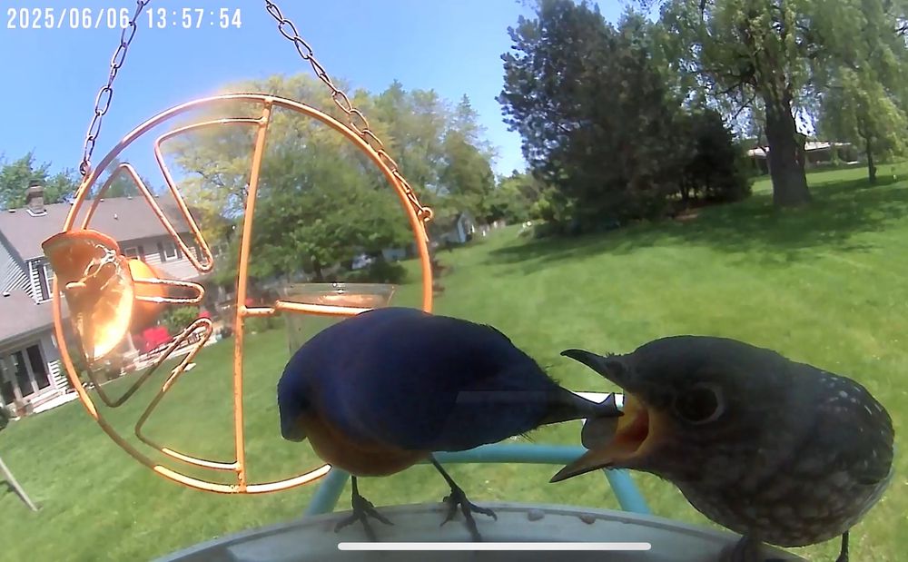 Male blue bird feeds a juvenile at a feeder