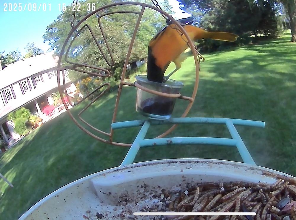 Baltimore oriole eating jelly from a feeder