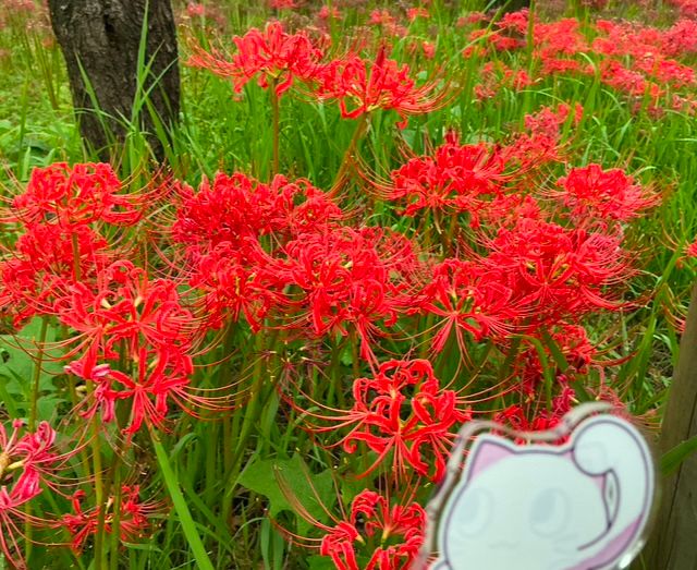 曼珠沙華
こねこーぴおん