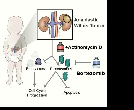Blocking protein recycling may help fight anaplastic Wilms tumor. 