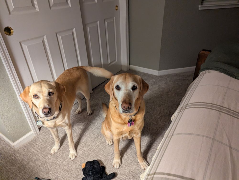 Sahara and temple, two yellow lab x golden crosses, stare at me inquisitively 