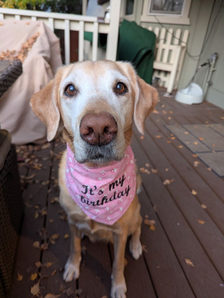 Temple the yellow lab x golden retriever cross sits looking at the viewer. She is wearing a pink birthday bandana