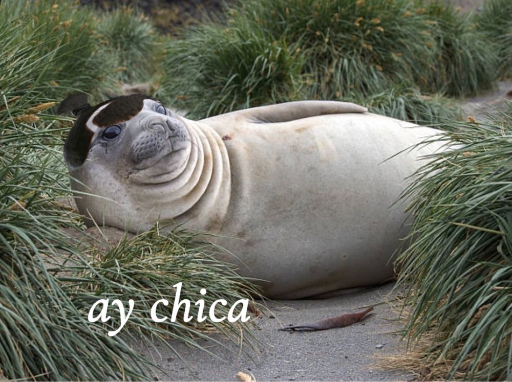 A chubby seal lying down with jackie welles hair edited on its head, and the caption ay chica written in pretty letters