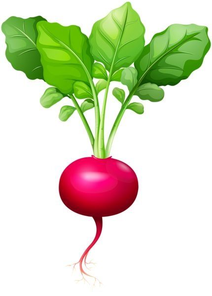 A radish