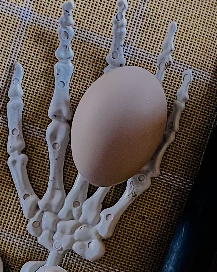 Chicken egg laid on skeleton hand.